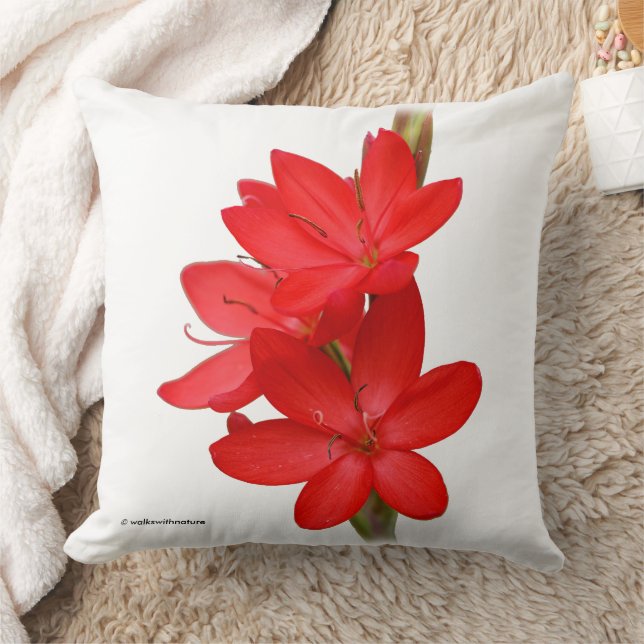 Kaffir Lily / River Lily / Hesperantha Coccinea Throw Pillow (Blanket)
