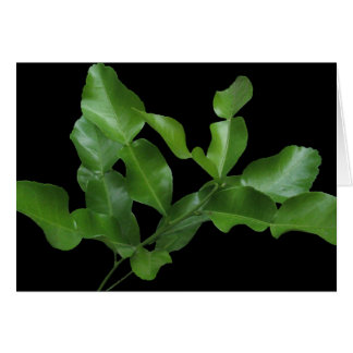 Kaffir Lime Leaves Cards