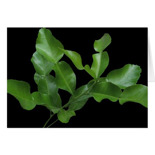 Kaffir Lime Leaves Cards (Front Horizontal)