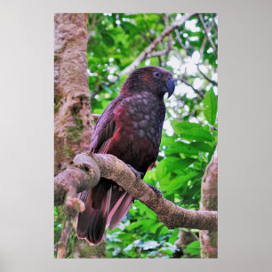 Kaka Poster
