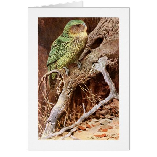 Kakapo Cards (Front)