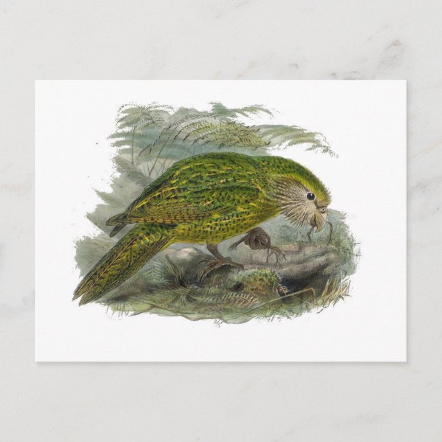 Kakapo Green Owl Parrot, Rare Bird Illustration Postcard (Front)