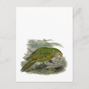 Kakapo Green Owl Parrot, Rare Bird Illustration Postcard