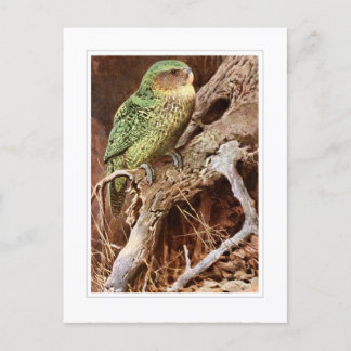 Kakapo Postcard