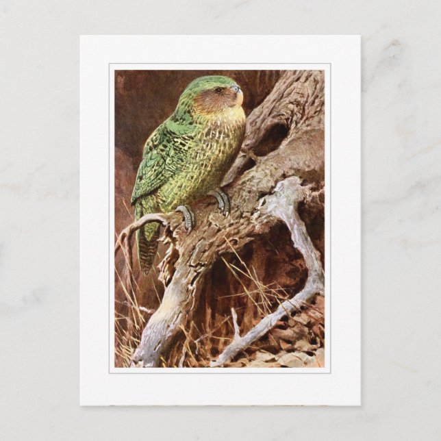 Kakapo Postcard (Front)