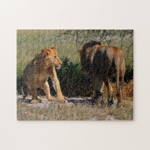 Kalahari Desert Lions Africa Male Female Jigsaw Puzzle