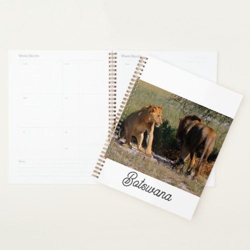 Kalahari Desert Lions Africa Male Female Planner