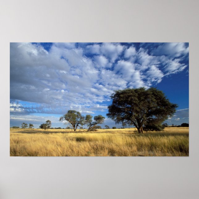 Kalahari Desert Scene, Kgalagadi Transfrontier Poster (Front)