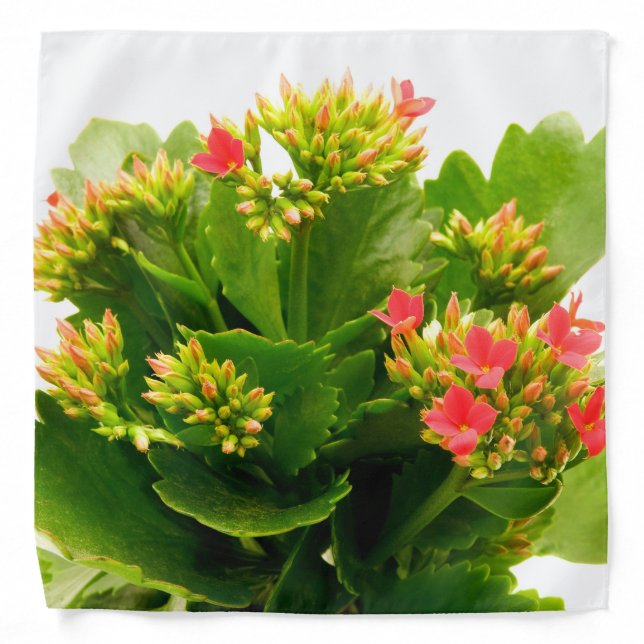 Kalanchoe blossfeldiana bandana (Front)