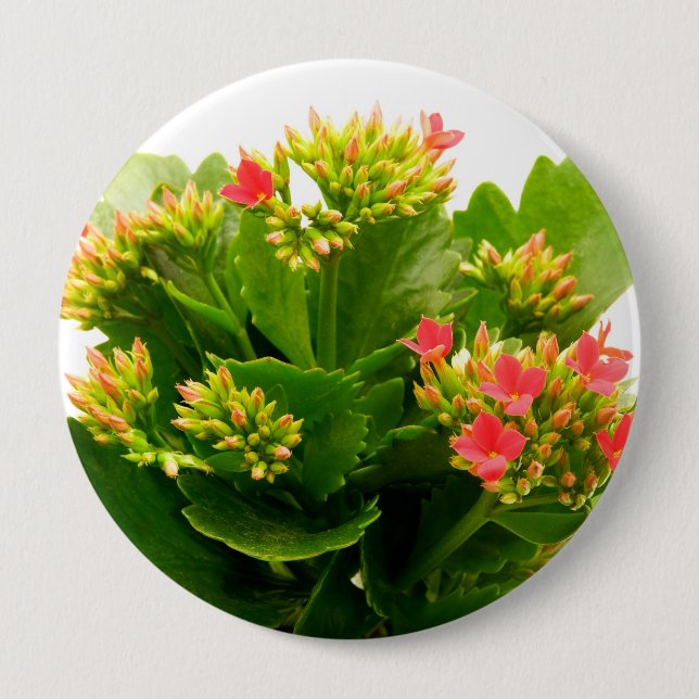 Kalanchoe blossfeldiana button (Front)