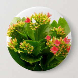 Kalanchoe blossfeldiana button
