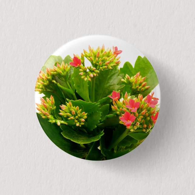 Kalanchoe blossfeldiana button (Front)