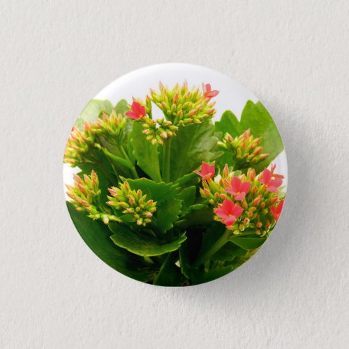 Kalanchoe blossfeldiana button