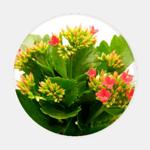 Kalanchoe blossfeldiana coaster set