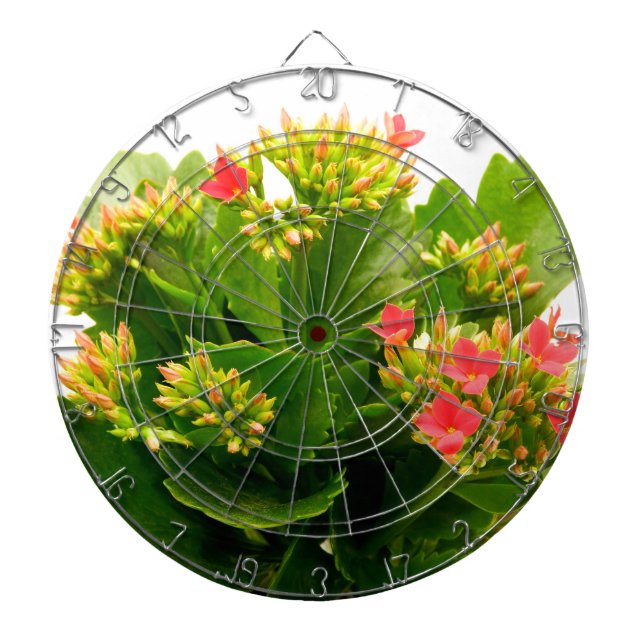 Kalanchoe blossfeldiana dart board (Front)