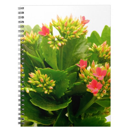 Kalanchoe blossfeldiana notebook