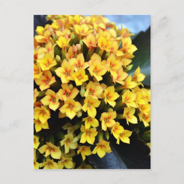 Kalanchoe Blossfeldiana Postcard (Front)