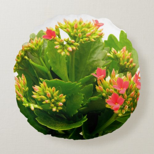 Kalanchoe blossfeldiana round pillow