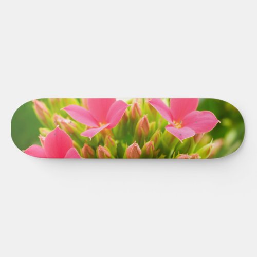 Kalanchoe blossfeldiana skateboard