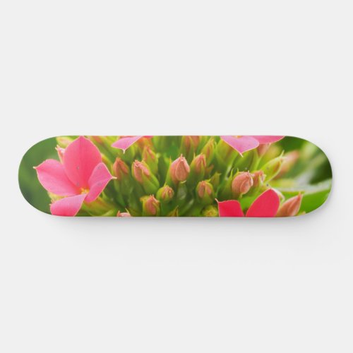 Kalanchoe blossfeldiana skateboard