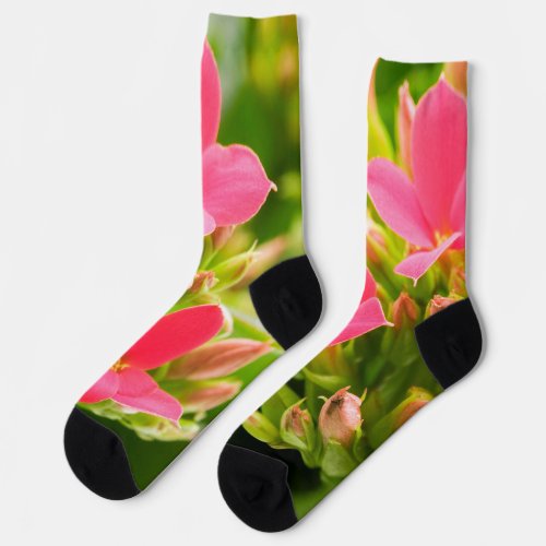 Kalanchoe blossfeldiana socks