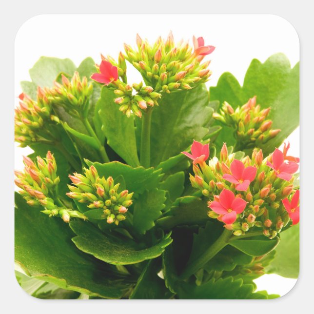 Kalanchoe blossfeldiana square sticker (Front)