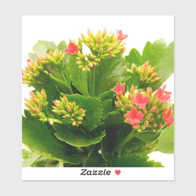 Kalanchoe blossfeldiana sticker (Sheet)