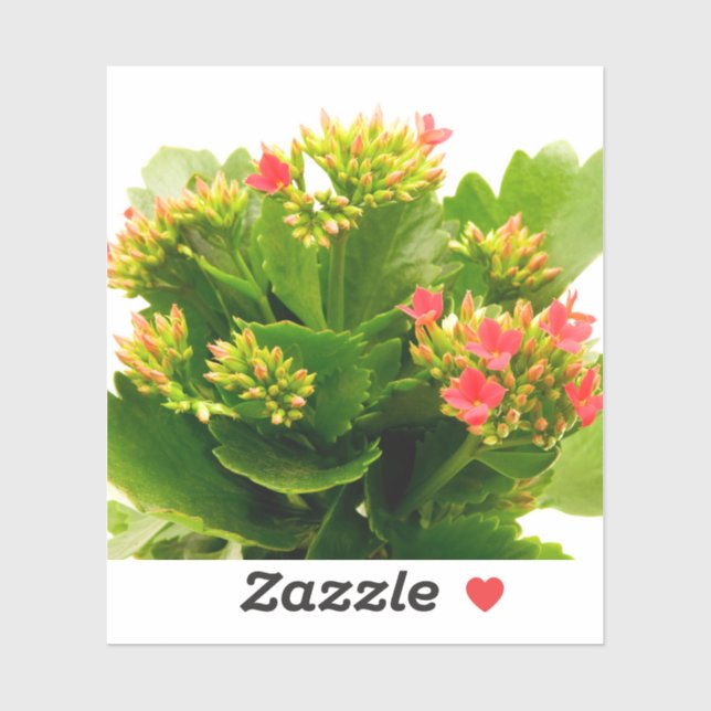 Kalanchoe blossfeldiana sticker (Sheet)