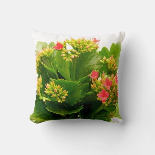 Kalanchoe blossfeldiana throw pillow