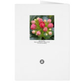 Kalanchoe Buds (Back)