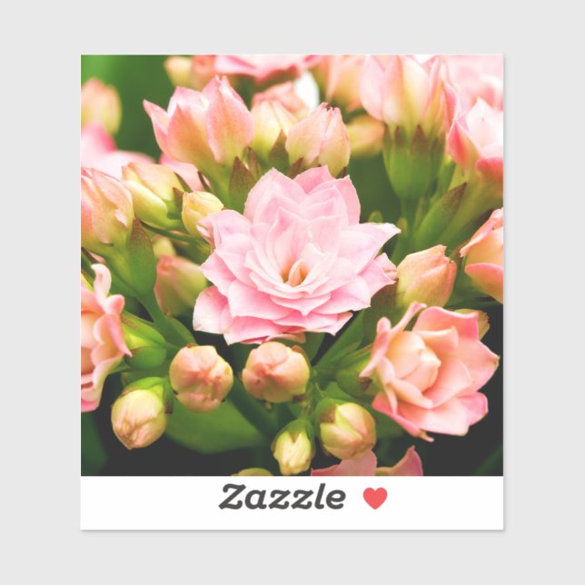 Kalanchoe calandiva sticker (Sheet)