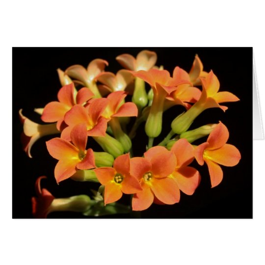Kalanchoe Card