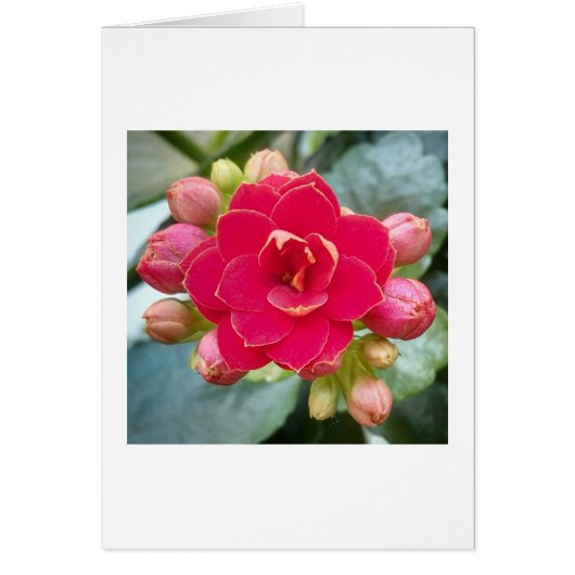 Kalanchoe Flower Cards (Front)