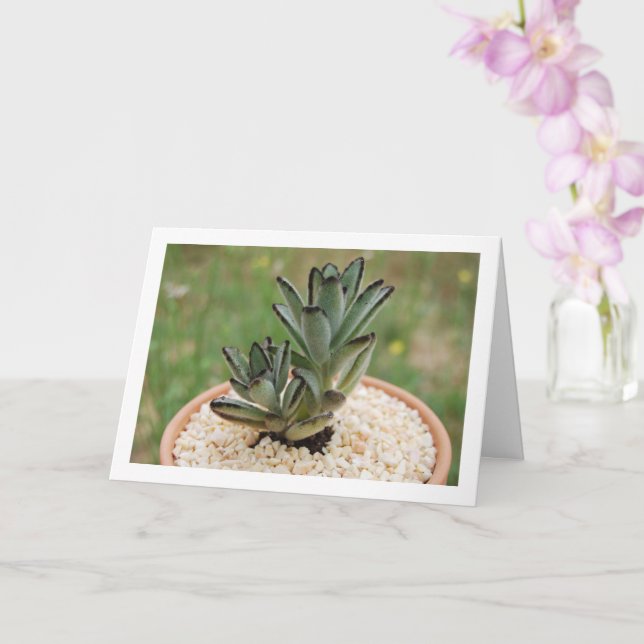 Kalanchoe Tomentosa Succulent Plant, Panda Plant Card (Orchid)