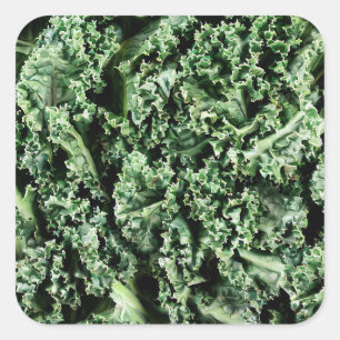 Kale Square Sticker