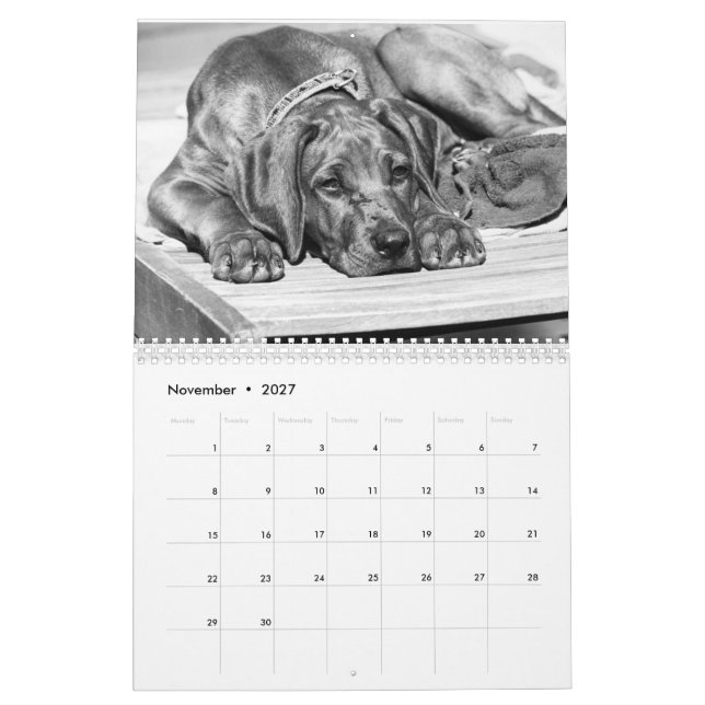 Kalender Rhodesian Ridgeback - Liondog - 15 Monate Calendar (Nov 2027)