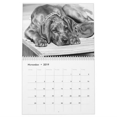 Kalender Rhodesian Ridgeback _ Liondog _ 15 Monate Calendar