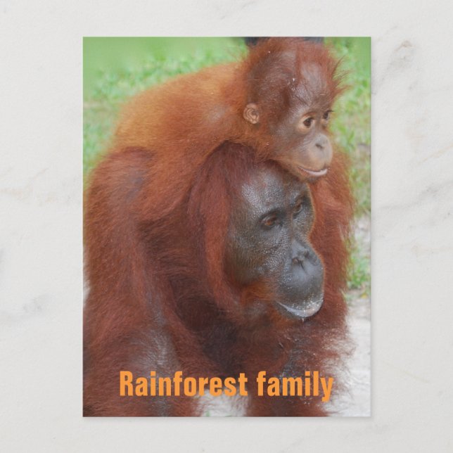 Kalimantan Indonesia Rainforest Family Postcard (Front)