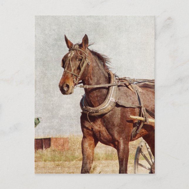 Kalona, Iowa Amish Horse and Buggy Postcard (Front)