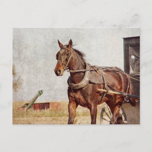 Kalona Iowa Amish Horse and Buggy Postcard