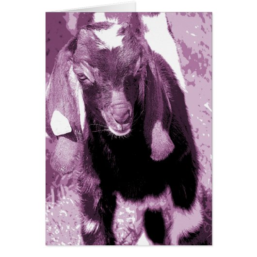 Kalvin in Purple Cards (Front)