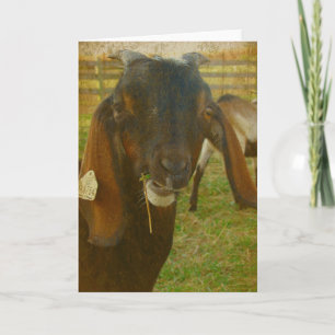 Kalvin Says Hello Card