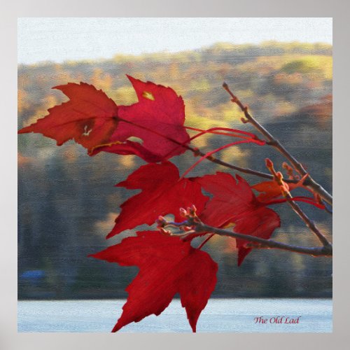 Kamaniskeg Lake _ Scarlet Red Maple Leaves Poster