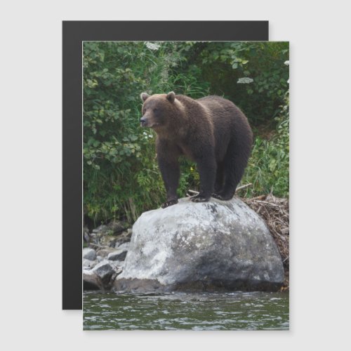 Kamchatka brown bear in natural habitat magnetic invitation
