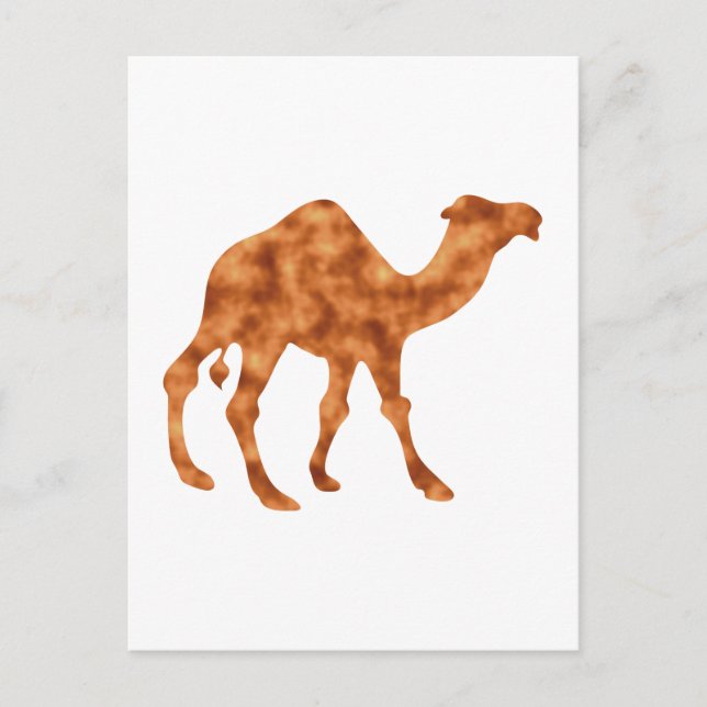 Kamel camel postcard (Front)