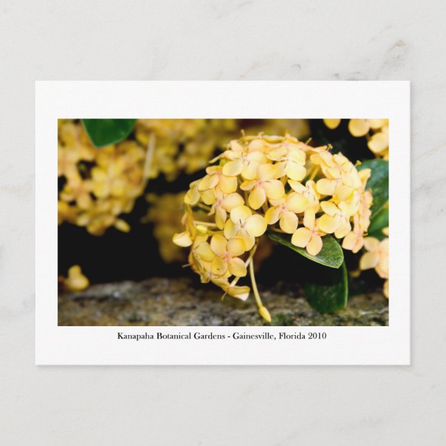 Kanapaha Gardens - Gainesville 006 Postcard (Front)