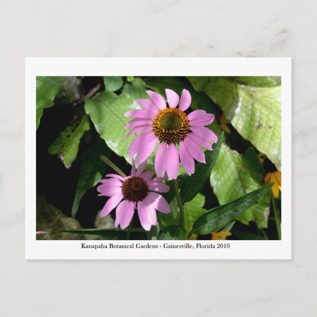 Kanapaha Gardens - Gainesville 008 Postcard (Front)