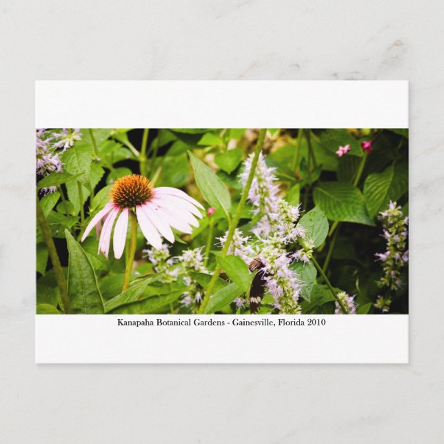 Kanapaha Gardens - Gainesville 013 Postcard (Front)