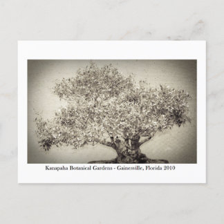 Kanapaha Gardens - Gainesville 017 Postcard