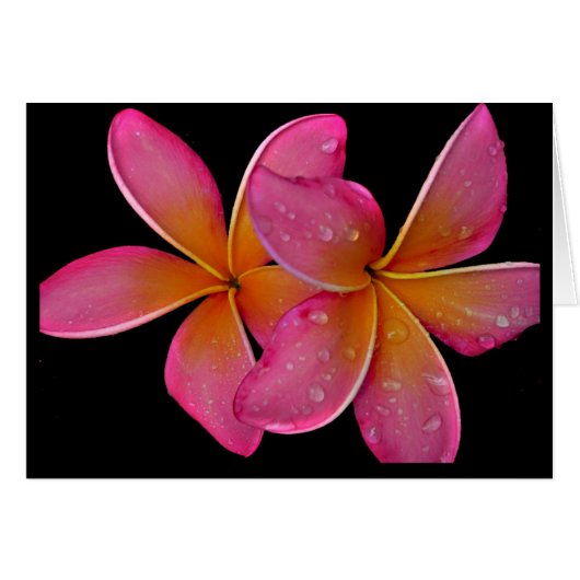 Kaneohe Sunburst Plumeria Cards (Front Horizontal)